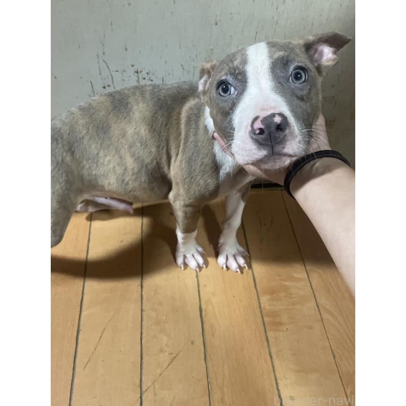 販売中の佐賀県のアメリカンピットブルテリア-429890の2枚目