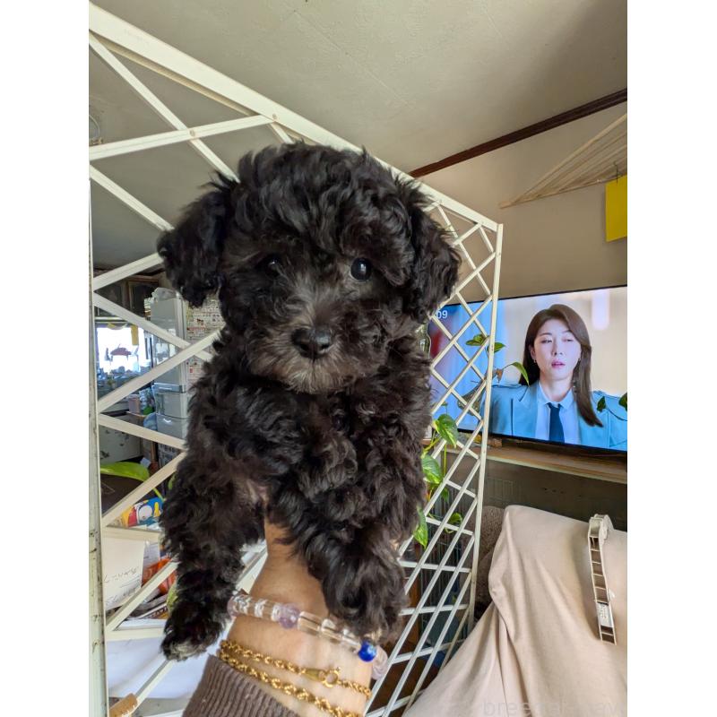 販売中の千葉県のビションプー:ビションフリーゼ×トイプードル-425070の3枚目