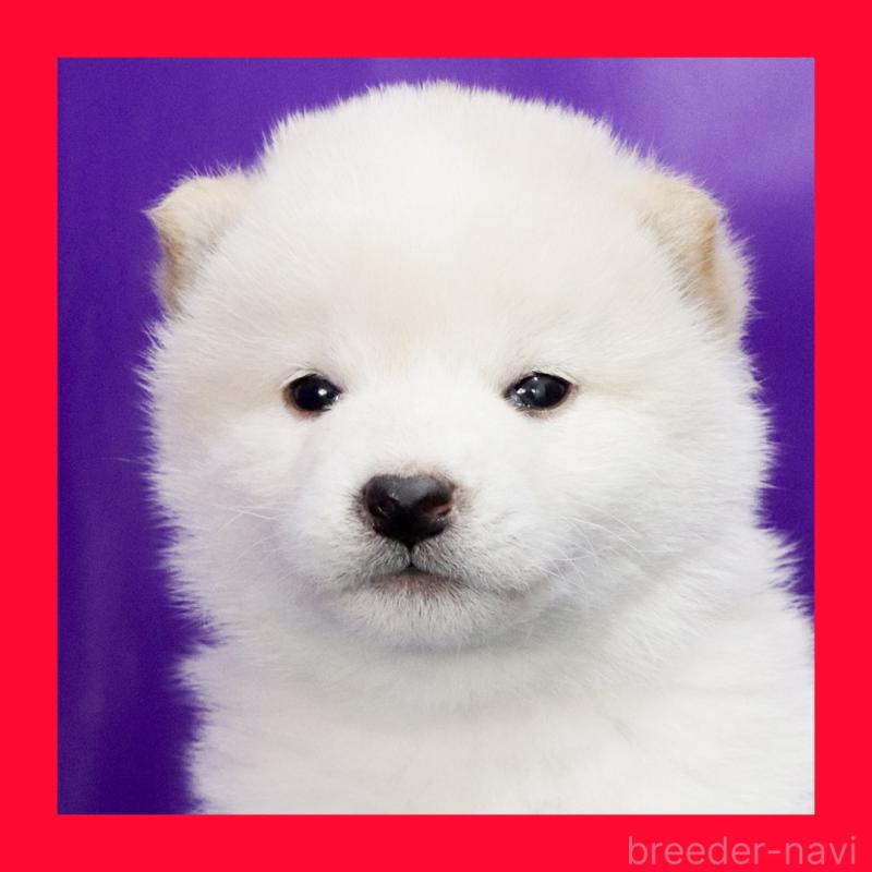 販売中の愛知県の柴犬-429893の1枚目