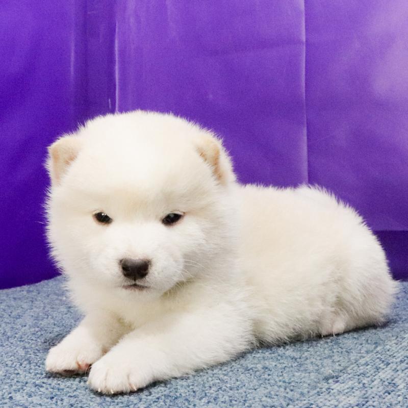 販売中の愛知県の柴犬-429893の2枚目