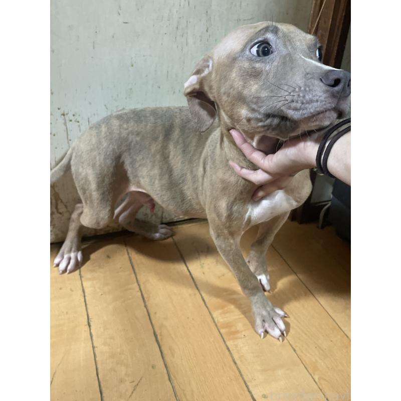 販売中の佐賀県のアメリカンピットブルテリア-429892の5枚目