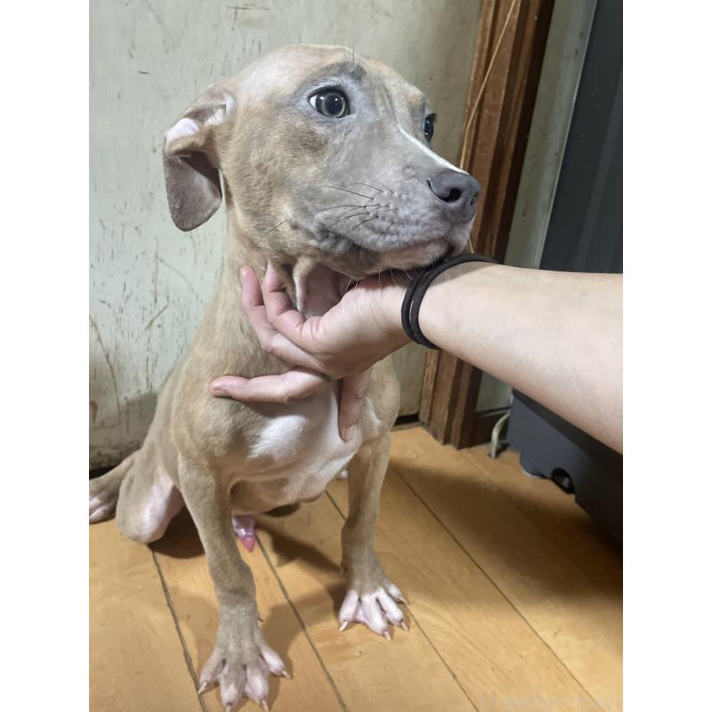 販売中の佐賀県のアメリカンピットブルテリア-429892の4枚目