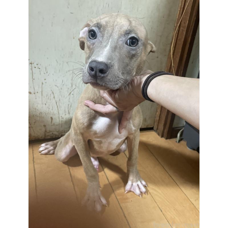 販売中の佐賀県のアメリカンピットブルテリア-429892の3枚目