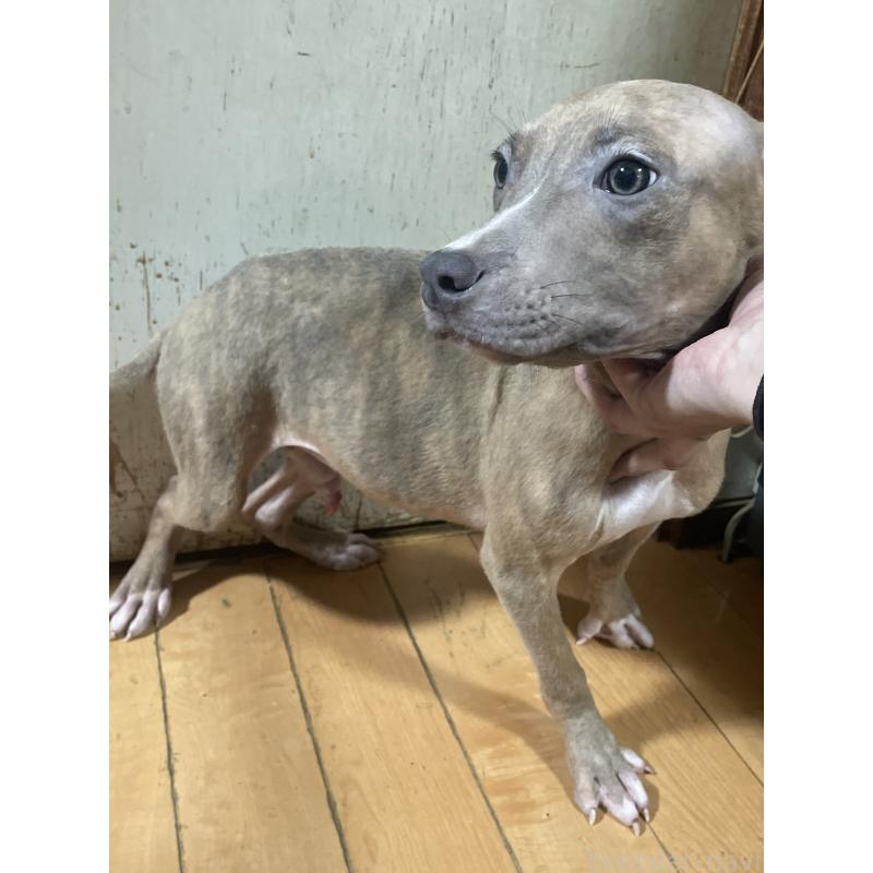 販売中の佐賀県のアメリカンピットブルテリア-429892の2枚目