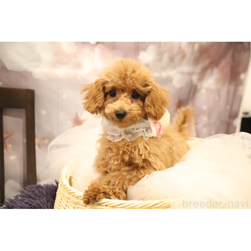 成約済の福井県のタイニープードル-413543の2枚目