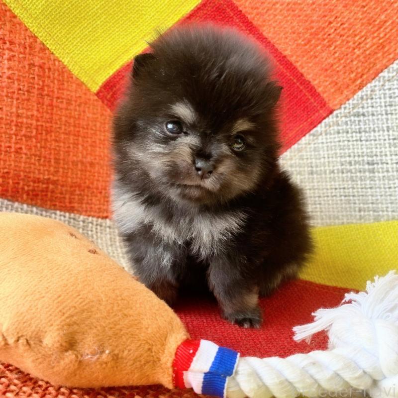 販売中の和歌山県のポメラニアン-429812の6枚目