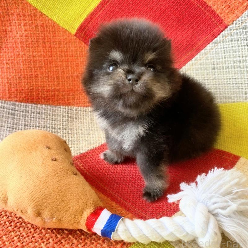 販売中の和歌山県のポメラニアン-429812の5枚目