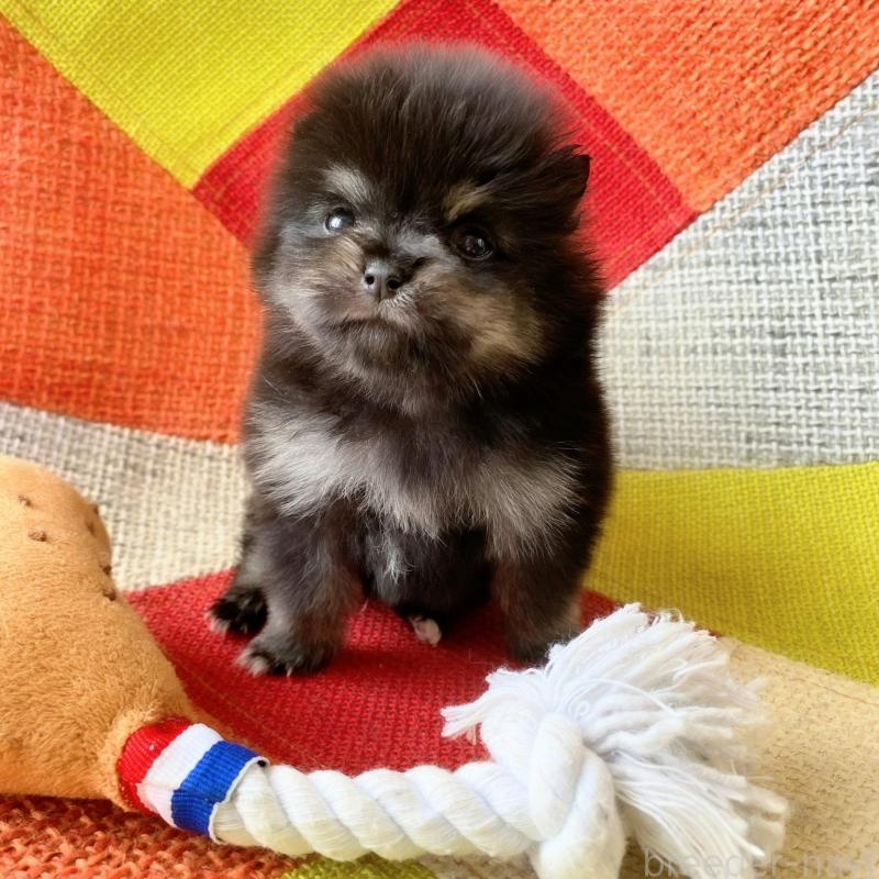 販売中の和歌山県のポメラニアン-429812の4枚目