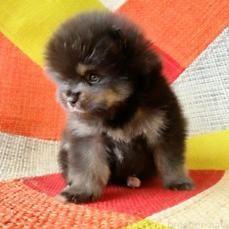 販売中の和歌山県のポメラニアン-429812の3枚目