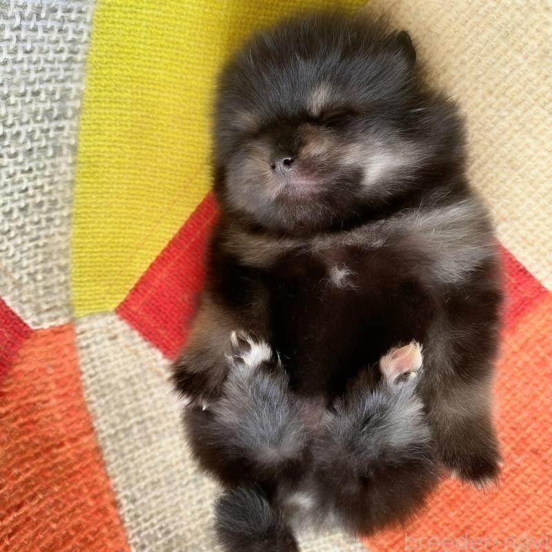 販売中の和歌山県のポメラニアン-429812の2枚目