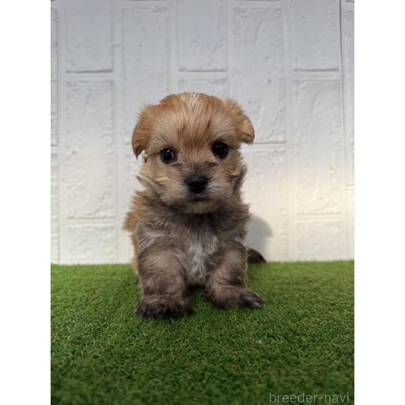 販売中の徳島県のマルキー:マルチーズ×ヨークシャーテリア-429897の2枚目