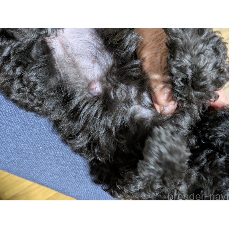 販売中の千葉県のビションプー:ビションフリーゼ×トイプードル-429896の3枚目