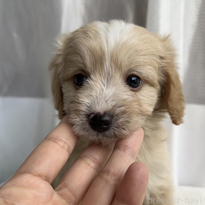 販売中の神奈川県のミックス犬-429590の6枚目