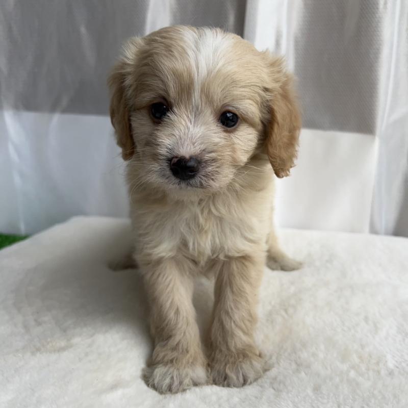 販売中の神奈川県のミックス犬-429590の1枚目