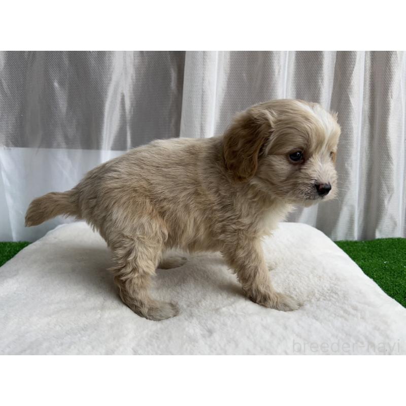 販売中の神奈川県のミックス犬-429590の3枚目