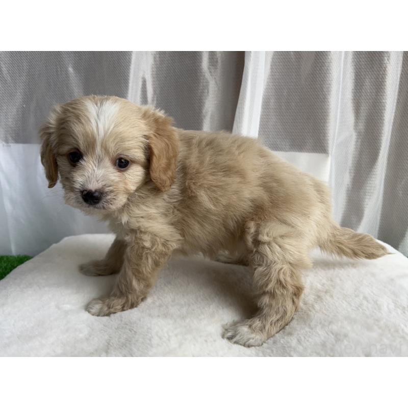 販売中の神奈川県のミックス犬-429590の2枚目