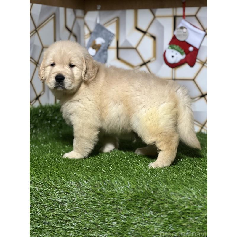 販売中の静岡県のゴールデンレトリーバー-429894の8枚目