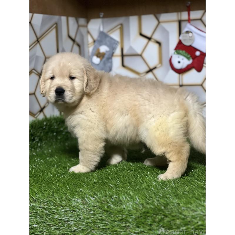 販売中の静岡県のゴールデンレトリーバー-429894の7枚目