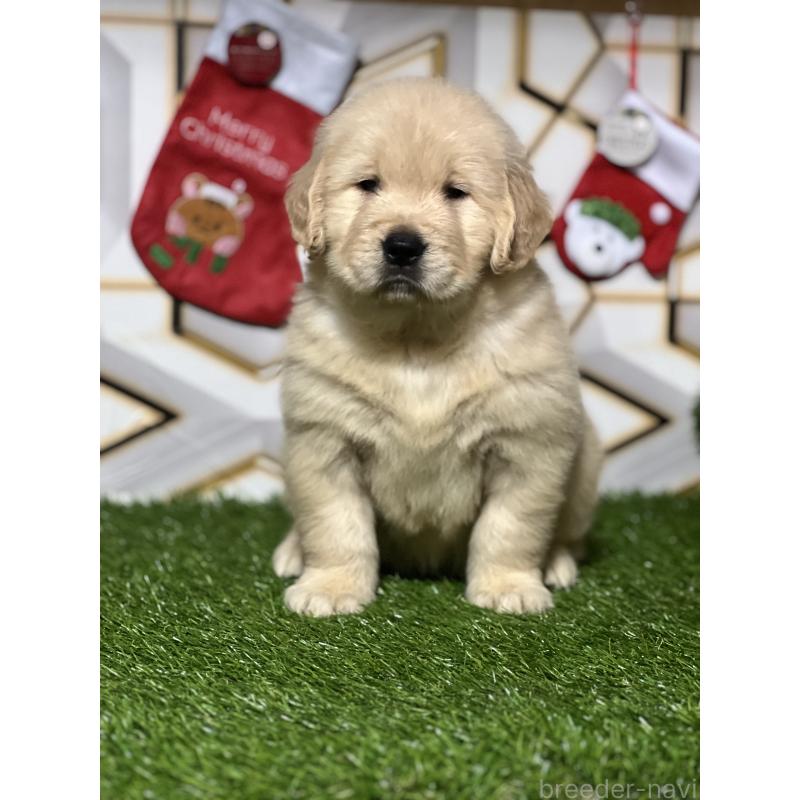 販売中の静岡県のゴールデンレトリーバー-429894の5枚目