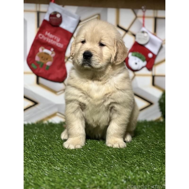 販売中の静岡県のゴールデンレトリーバー-429894の4枚目