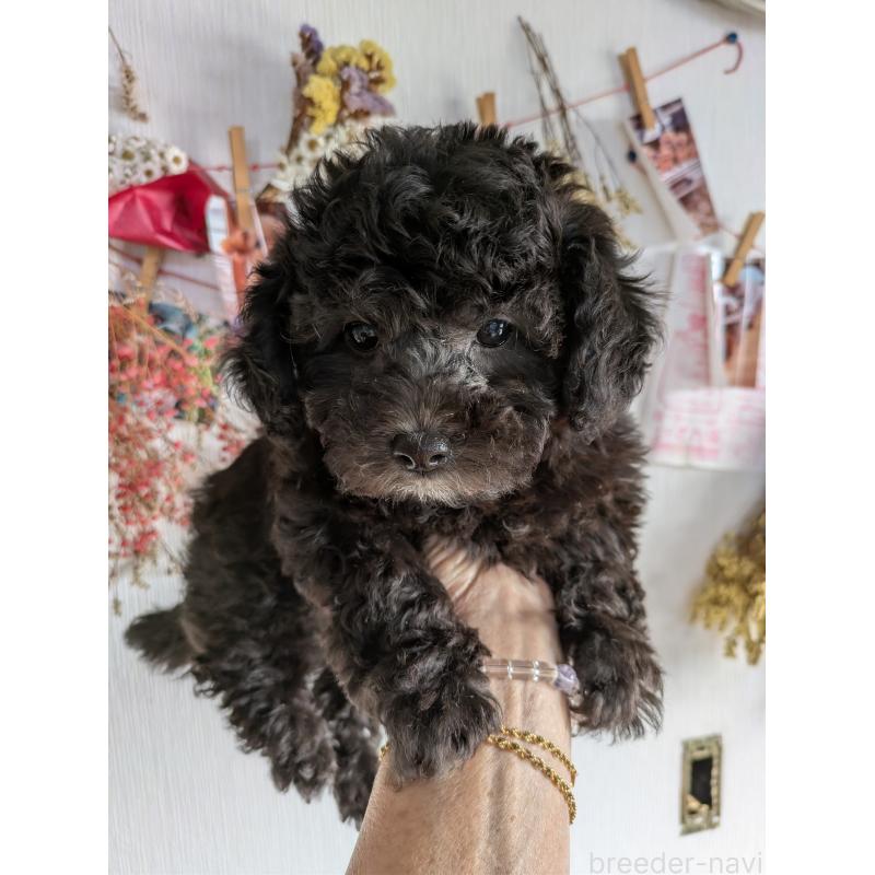 販売中の千葉県のビションプー:ビションフリーゼ×トイプードル-429896の2枚目