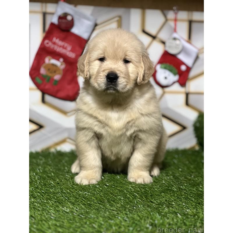 販売中の静岡県のゴールデンレトリーバー-429894の3枚目