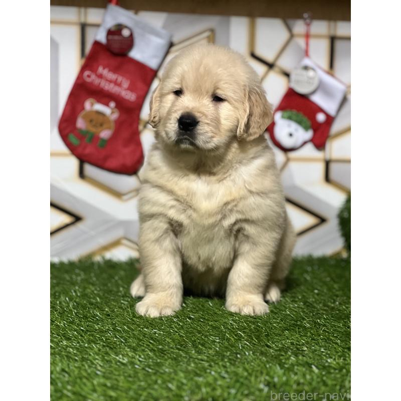 販売中の静岡県のゴールデンレトリーバー-429894の2枚目