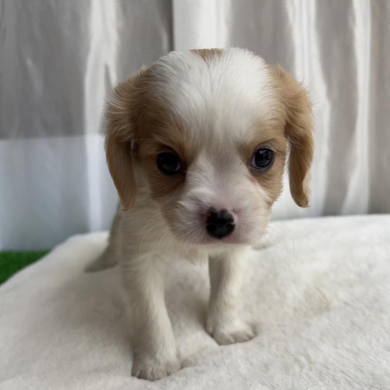 販売中の神奈川県のミックス犬-429253