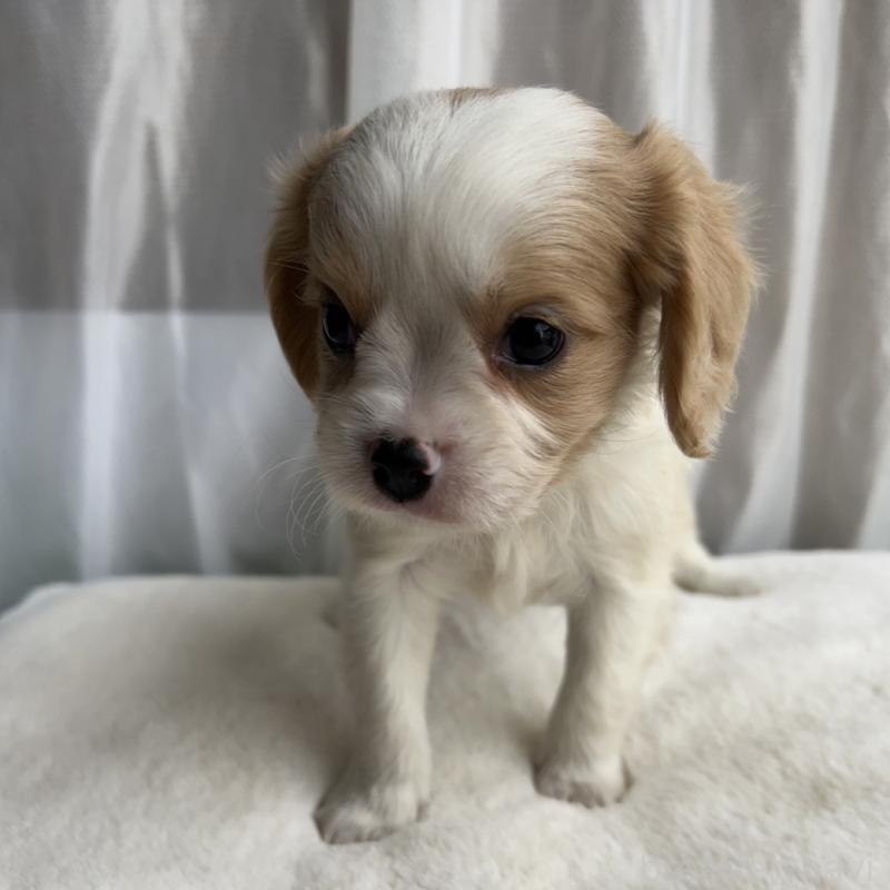 成約済の神奈川県のミックス犬-429253の3枚目