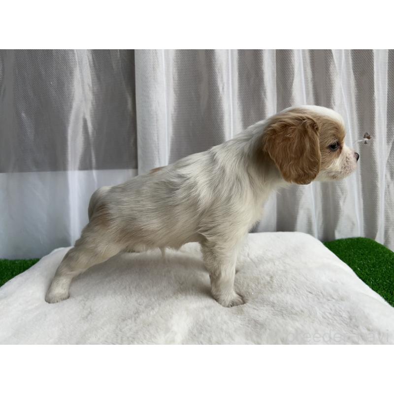 成約済の神奈川県のミックス犬-429253の2枚目