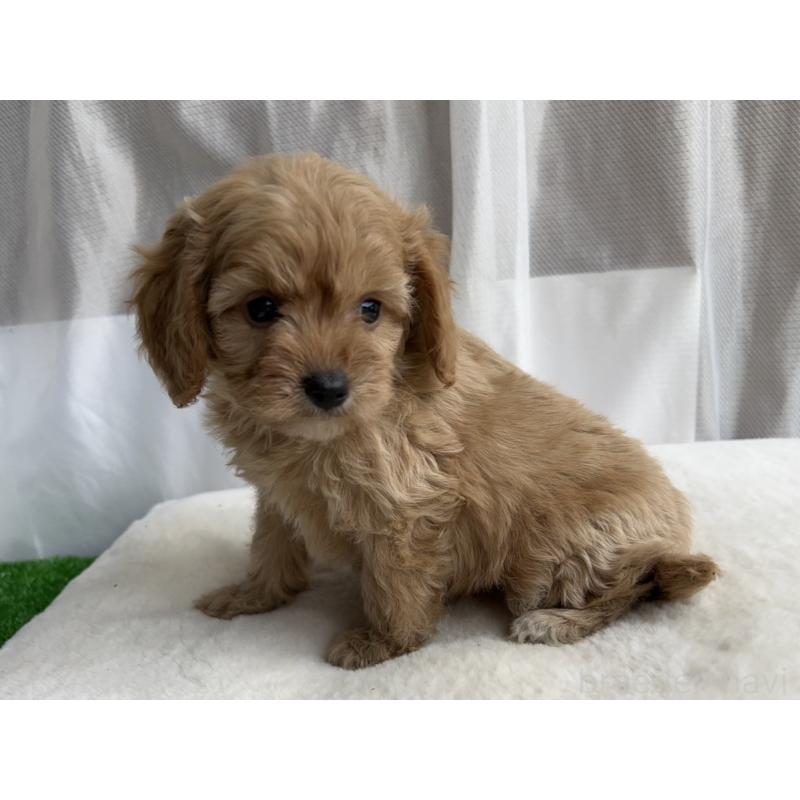 販売中の神奈川県のミックス犬-429589