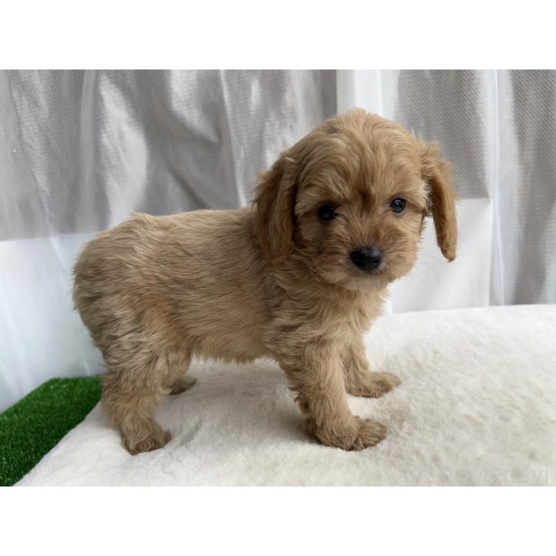 販売中の神奈川県のミックス犬-429589の5枚目