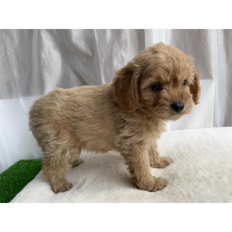 販売中の神奈川県のミックス犬-429589の4枚目