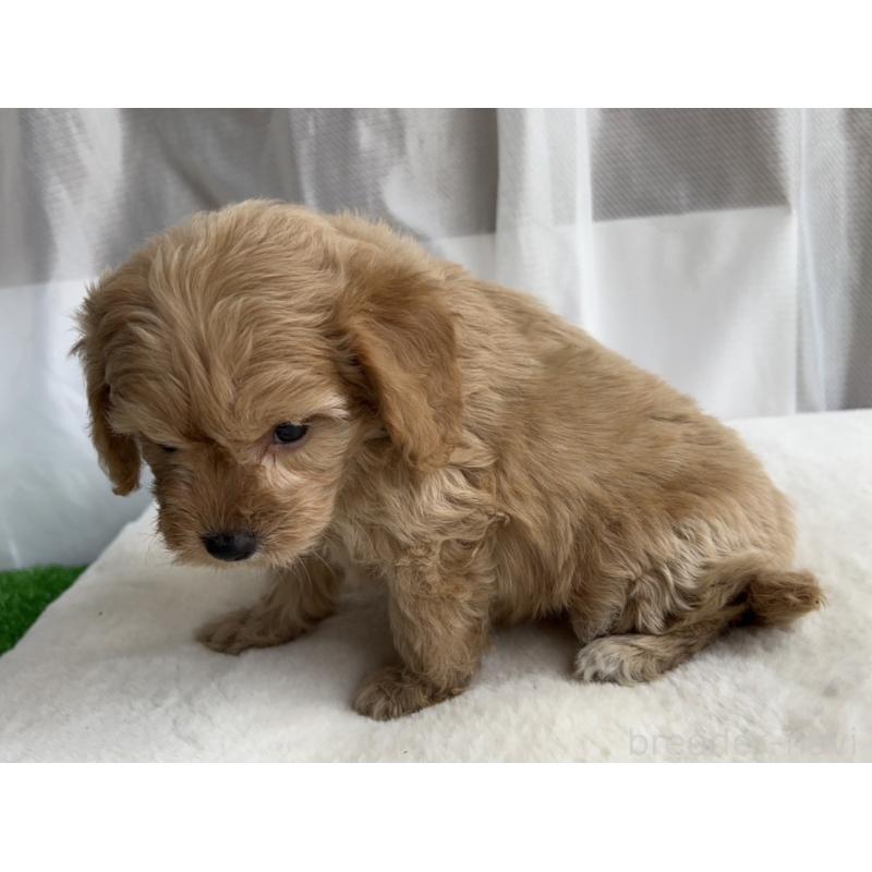 販売中の神奈川県のミックス犬-429589の2枚目