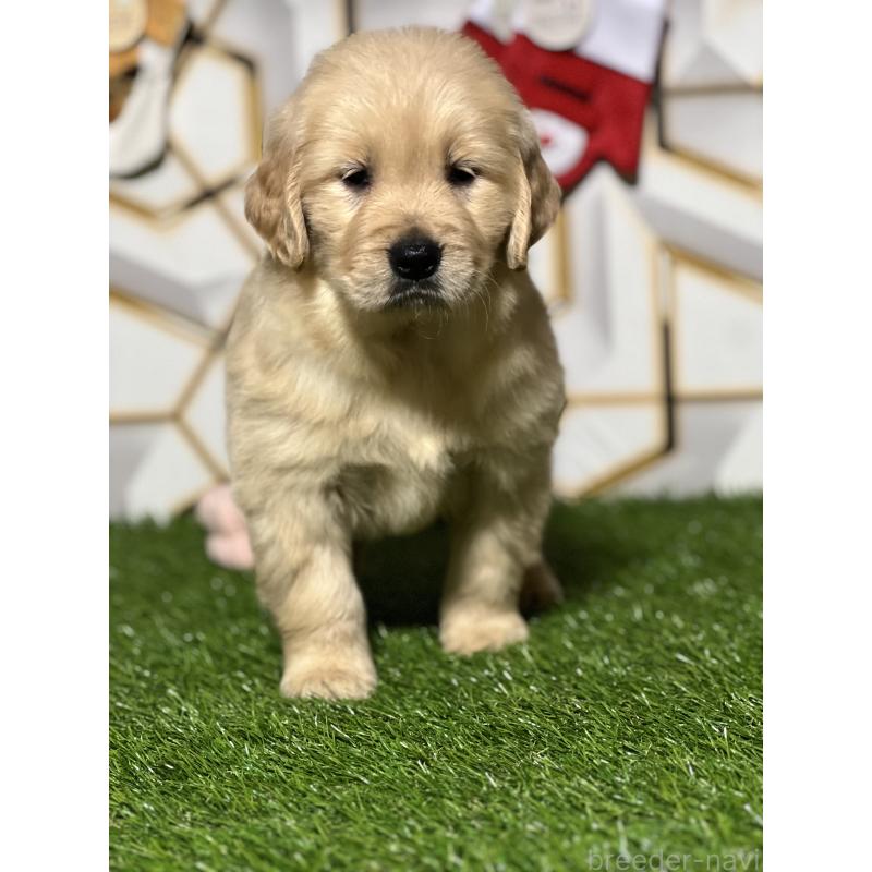 販売中の静岡県のゴールデンレトリーバー-429895の7枚目