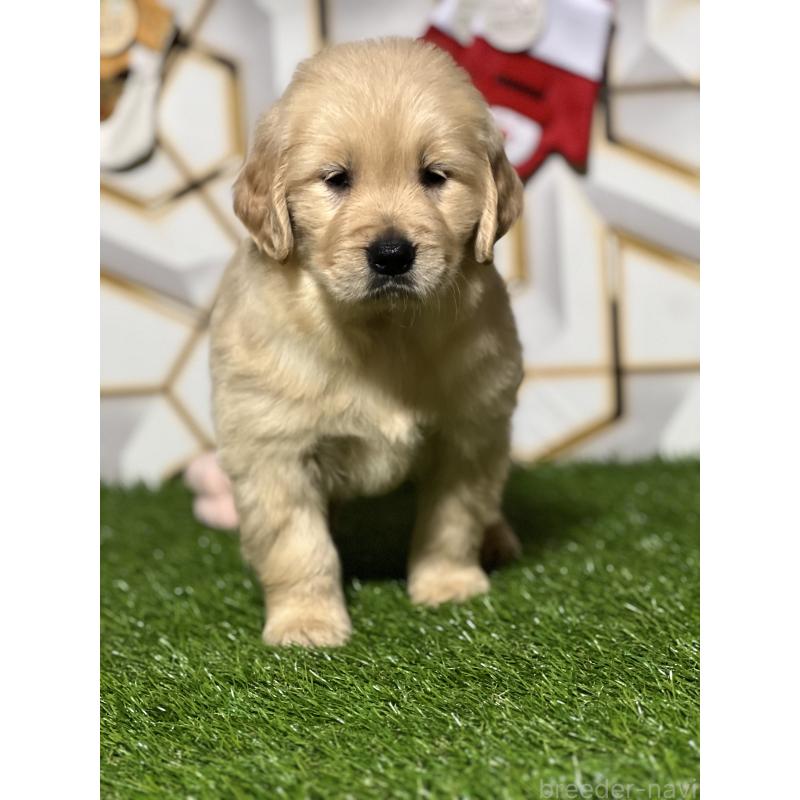 販売中の静岡県のゴールデンレトリーバー-429895の6枚目