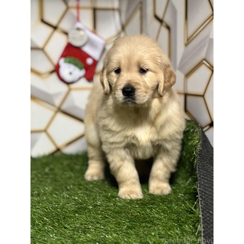 販売中の静岡県のゴールデンレトリーバー-429895の5枚目