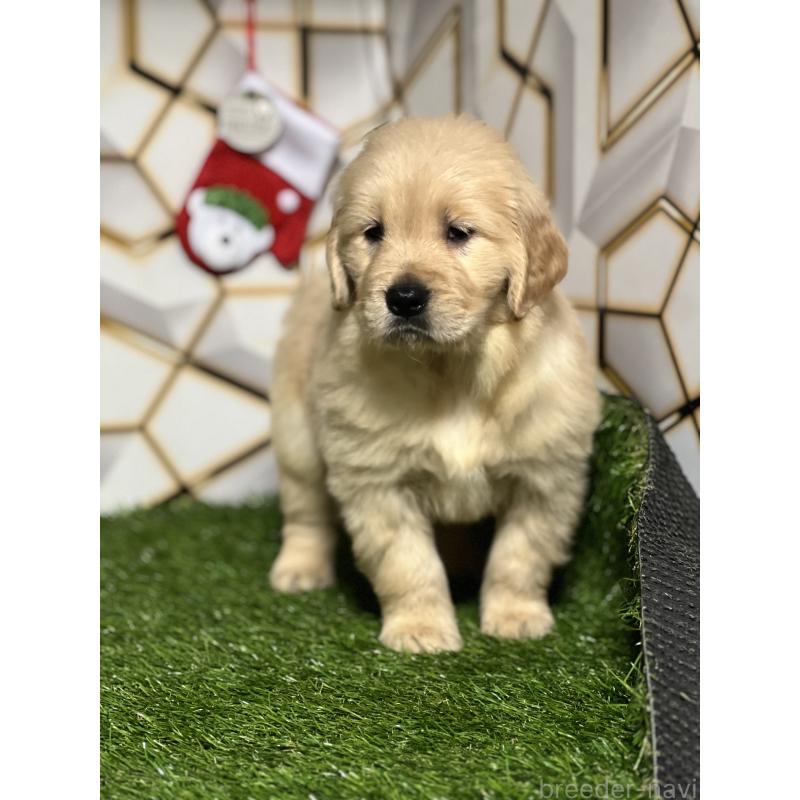 販売中の静岡県のゴールデンレトリーバー-429895の4枚目