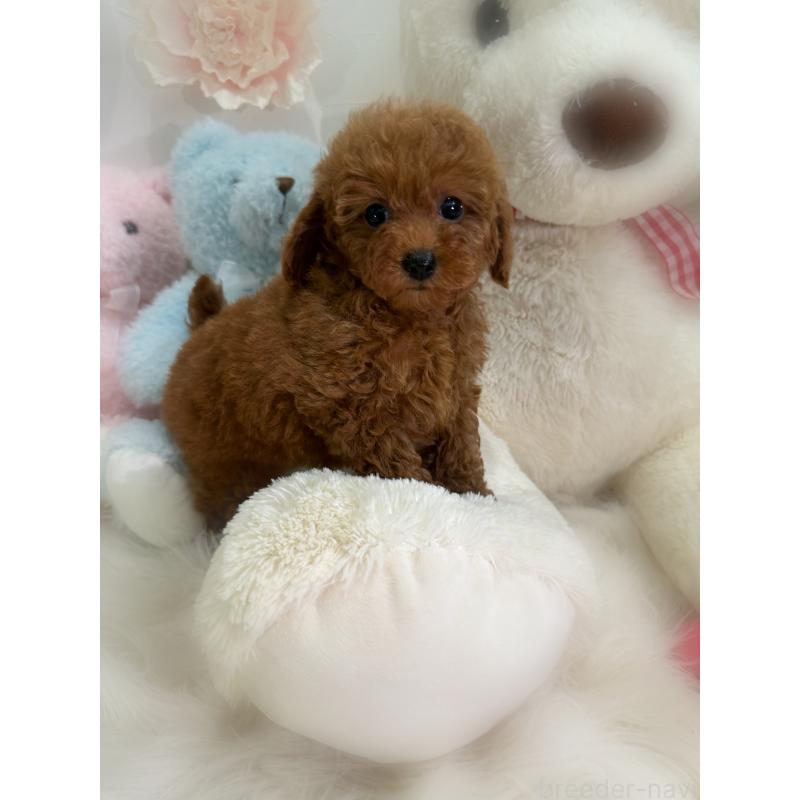 販売中の香川県のトイプードル-425766の5枚目