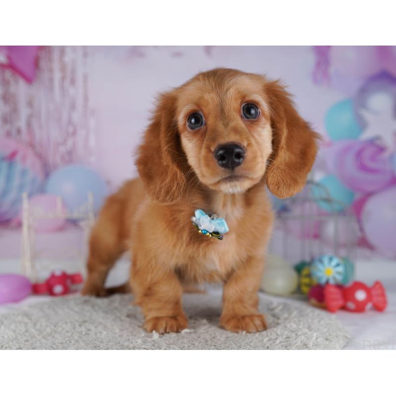 販売中の千葉県のカニンヘンダックスフンド(ロングヘアード)-429953の10枚目