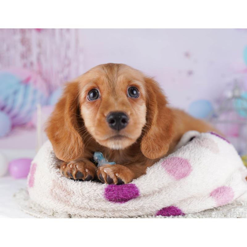 販売中の千葉県のカニンヘンダックスフンド(ロングヘアード)-429953の9枚目