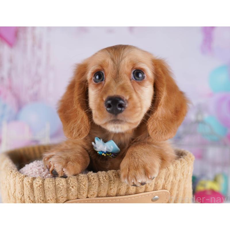 販売中の千葉県のカニンヘンダックスフンド(ロングヘアード)-429953の8枚目