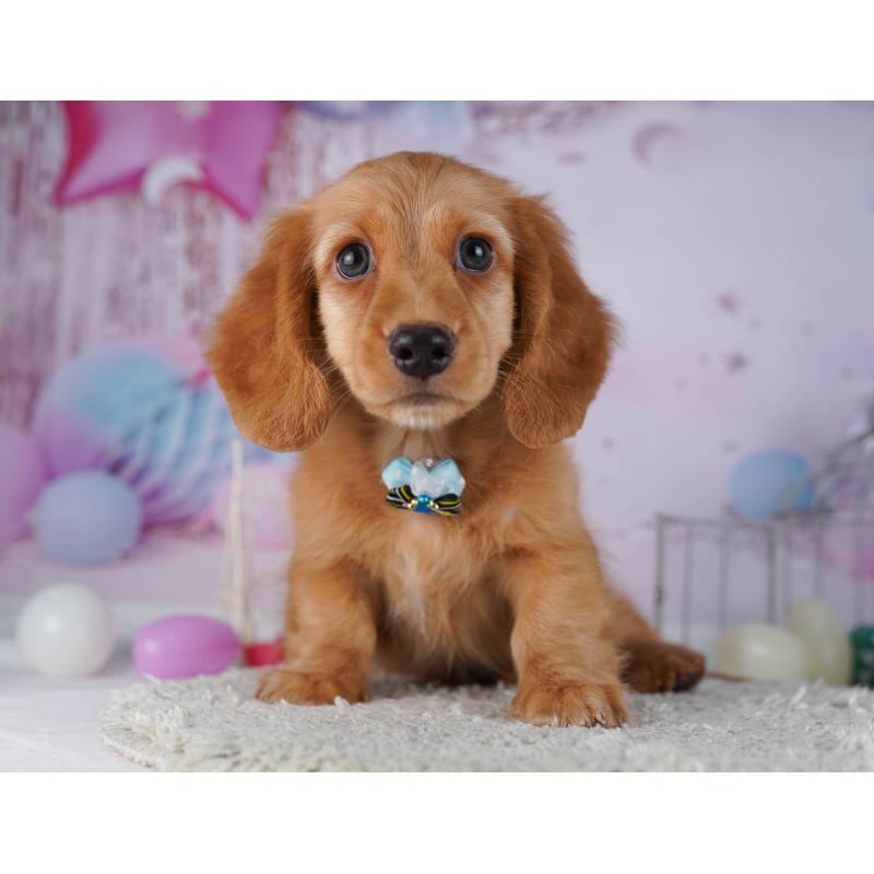 販売中の千葉県のカニンヘンダックスフンド(ロングヘアード)-429953の6枚目