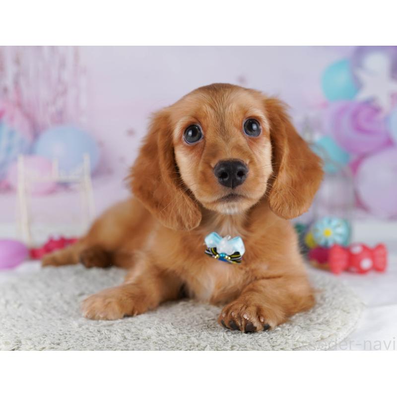 販売中の千葉県のカニンヘンダックスフンド(ロングヘアード)-429953の5枚目