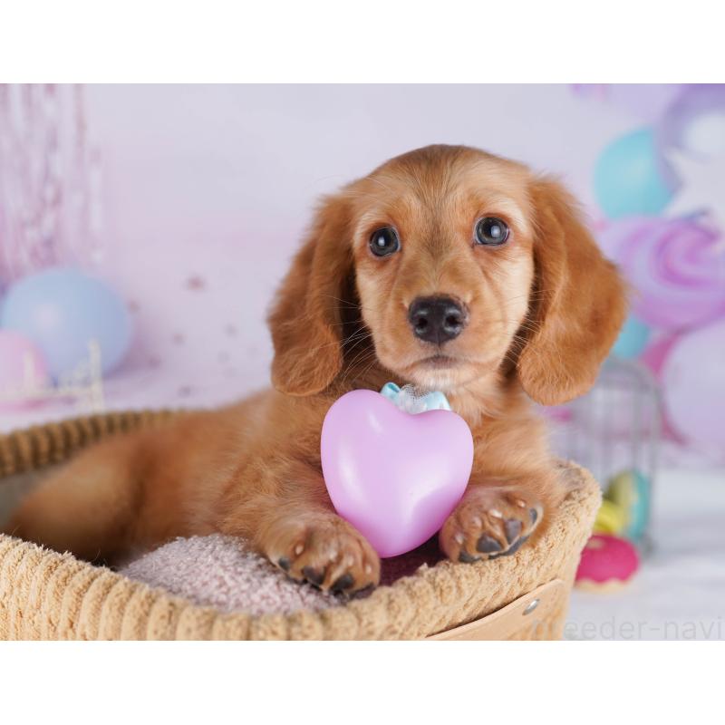 販売中の千葉県のカニンヘンダックスフンド(ロングヘアード)-429953の1枚目