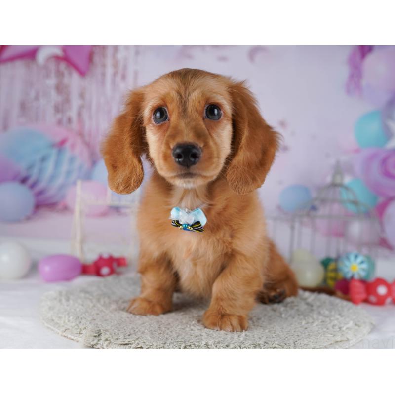 販売中の千葉県のカニンヘンダックスフンド(ロングヘアード)-429953の4枚目