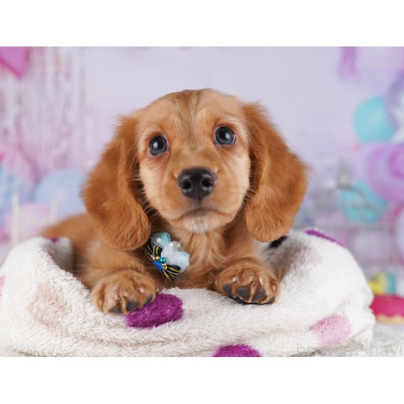 販売中の千葉県のカニンヘンダックスフンド(ロングヘアード)-429953の3枚目