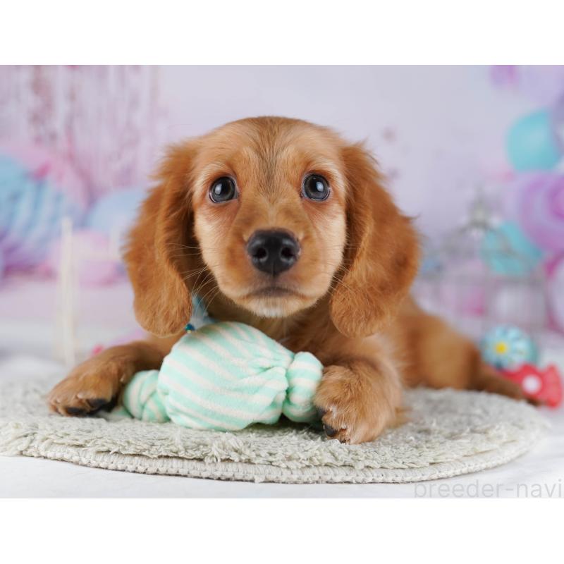 販売中の千葉県のカニンヘンダックスフンド(ロングヘアード)-429953の2枚目