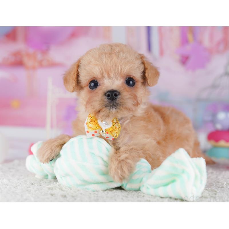 販売中の千葉県のチワプー:チワワ×トイプードル-429950の11枚目