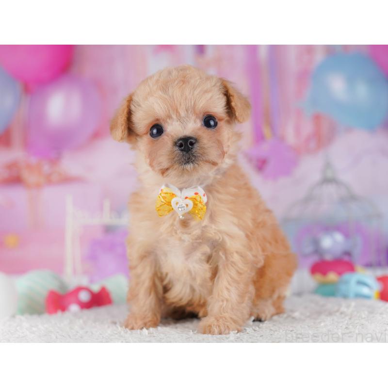 販売中の千葉県のチワプー:チワワ×トイプードル-429950の10枚目